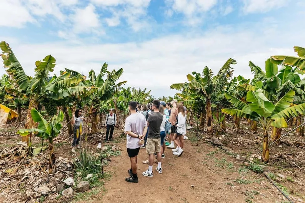 Visitar plantación plátanos Tenerife: experiencias únicas y precios accesibles